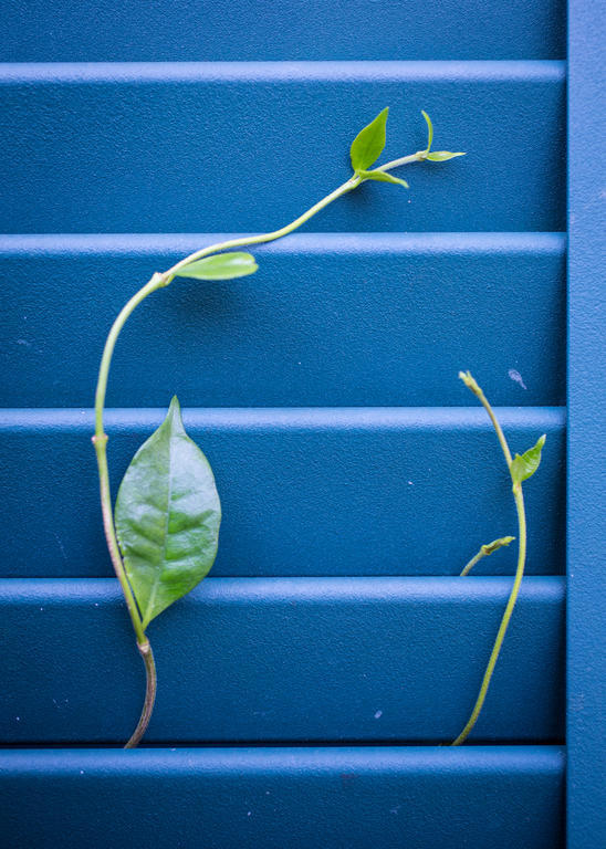 Auld Sweet Olive Bed And Breakfast New Orleans Exterior photo